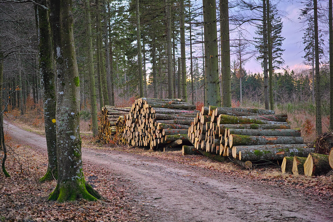Sägewerke haben Probleme Holz abzusetzen